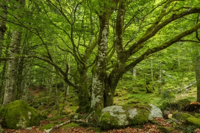 Framed Print : The forest in the Lesponne Valley, national park of Pyrenees, Hautes Pyrenees, France Framed Print : The forest in the Lesponne Valley, national park of Pyrenees, Hautes Pyrenees, France
