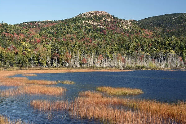 Forest and marsh in autumn, West Tremont, Mount Desert Island, Maine, New England, USA