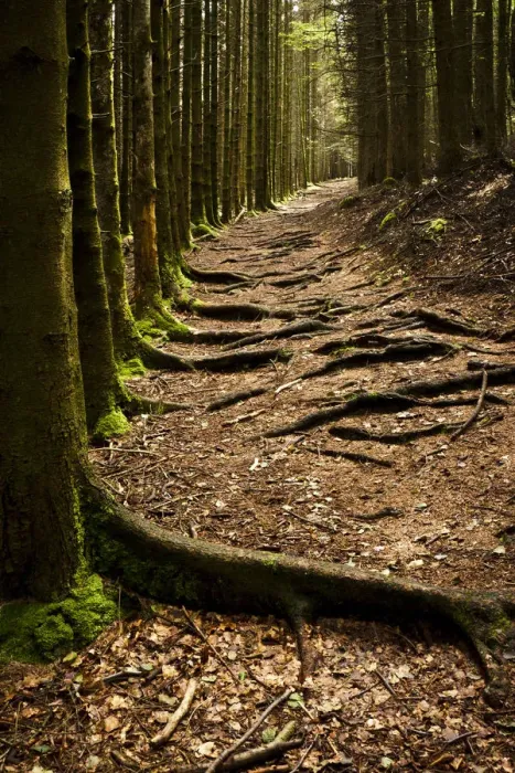 Framed Print : Forest path Framed Print : Forest path