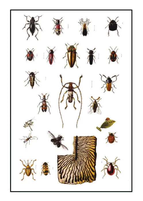 Framed Print : Forest pests, bugs Framed Print : Forest pests, bugs