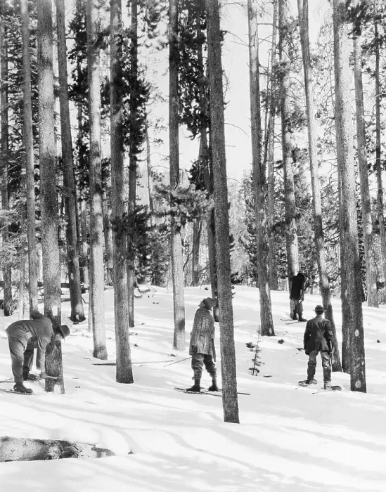 Framed Print : Forest Rangers Marking Trees Framed Print : Forest Rangers Marking Trees