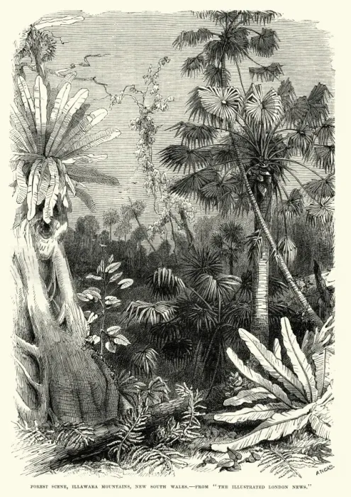 Framed Print : Forest scene, Illawarra Mountains, New South Wales 19th Century Framed Print : Forest scene, Illawarra Mountains, New South Wales 19th Century