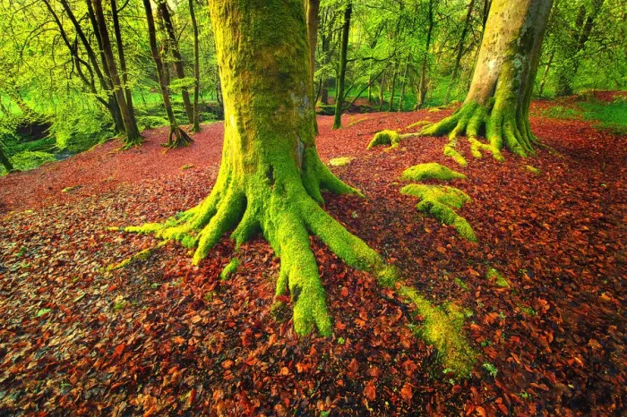 Framed Print : Forest Scene with Moss Covered Trees and Red Fallen Leaves at the Dens of Moness, Birks of Aberfeldy, Scotland Framed Print : Forest Scene with Moss Covered Trees and Red Fallen Leaves at the Dens of Moness, Birks of Aberfeldy, Scotland