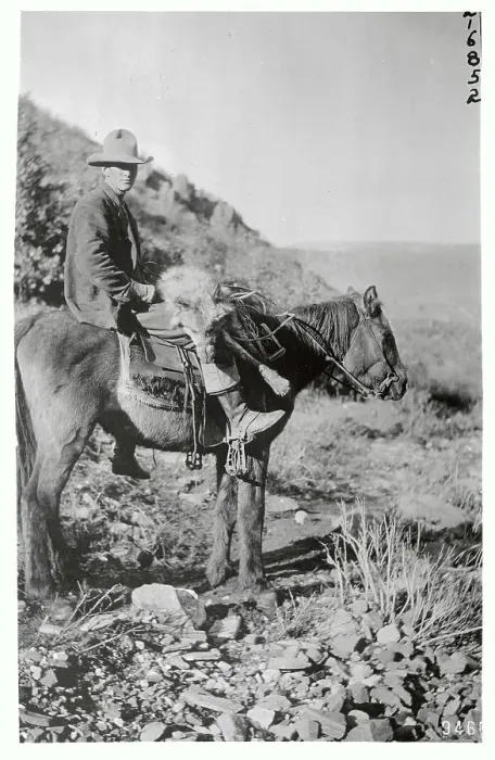 Framed Print : Forest Service Man on Horseback Framed Print : Forest Service Man on Horseback