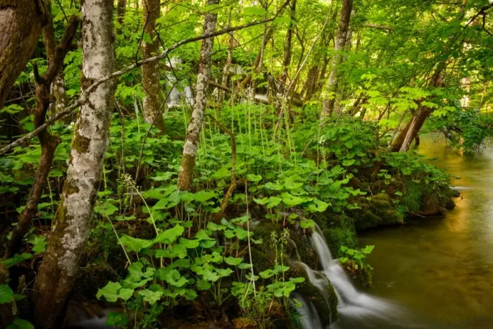 Framed Print : Forest and Small Waterfall at Plitvice Lakes National Park