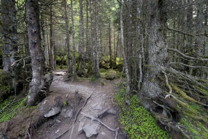 Framed Print : Forest track, Grawa Alm alp, Stubaital valley, Tyrol, Austria, Europe Framed Print : Forest track, Grawa Alm alp, Stubaital valley, Tyrol, Austria, Europe