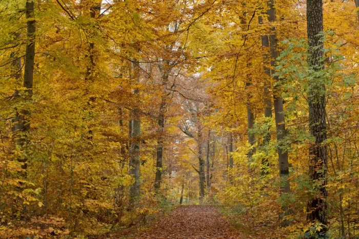 Framed Print : Forest trail through an autumn forest, Stuttgart, Baden-Wurttemberg, Germany Framed Print : Forest trail through an autumn forest, Stuttgart, Baden-Wurttemberg, Germany