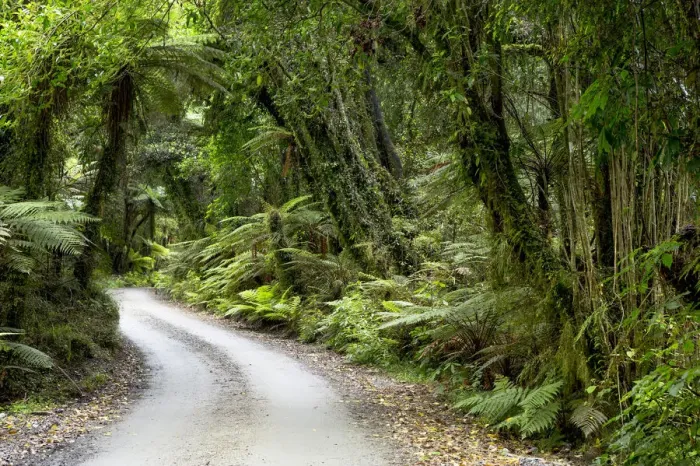 Framed Print : Forest trail in the middle of a New Zealand jungle, Ruatapu, West Coast Region, New Zealand Framed Print : Forest trail in the middle of a New Zealand jungle, Ruatapu, West Coast Region, New Zealand