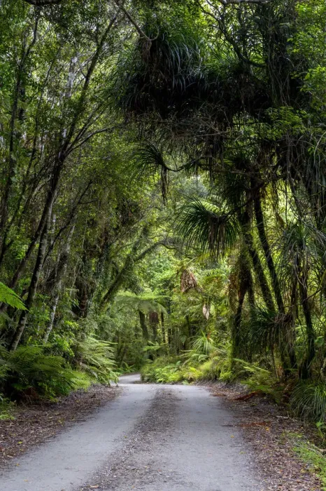 Framed Print : Forest trail in the middle of a New Zealand jungle, Ruatapu, West Coast Region, New Zealand Framed Print : Forest trail in the middle of a New Zealand jungle, Ruatapu, West Coast Region, New Zealand