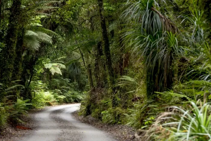 Framed Print : Forest trail in the middle of a New Zealand jungle, Ruatapu, West Coast Region, New Zealand Framed Print : Forest trail in the middle of a New Zealand jungle, Ruatapu, West Coast Region, New Zealand