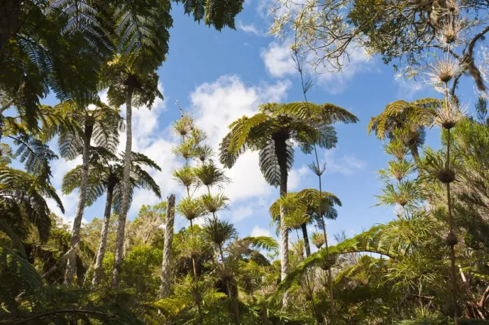 Framed Print : Forest with Tree Ferns -Cyatheales- and bamboo, Plaine des Chicots, Reunion National Park, La Reunion, Reunion, France Framed Print : Forest with Tree Ferns -Cyatheales- and bamboo, Plaine des Chicots, Reunion National Park, La Reunion, Reunion, France