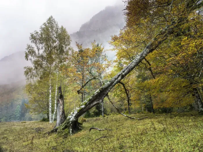 Framed Print : Forest of trees of beeches in autumn, with a great trunk of fallen tree Framed Print : Forest of trees of beeches in autumn, with a great trunk of fallen tree