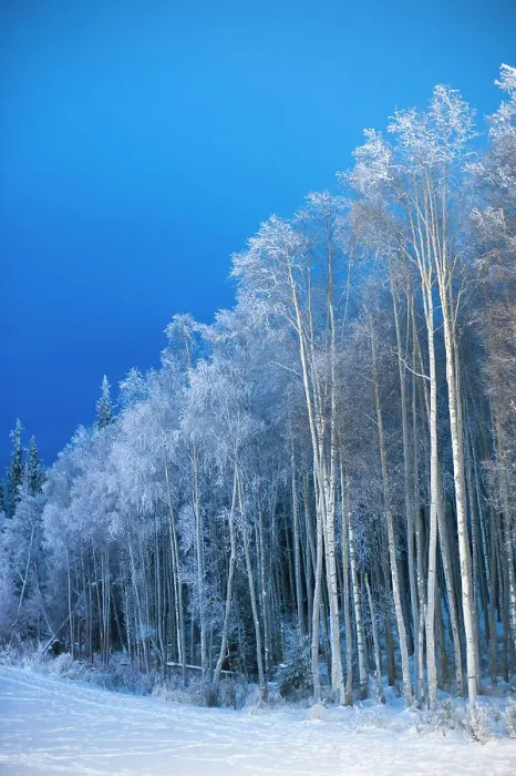 Framed Print : Forest of trees covered in hoar frost beside a snowy field Framed Print : Forest of trees covered in hoar frost beside a snowy field