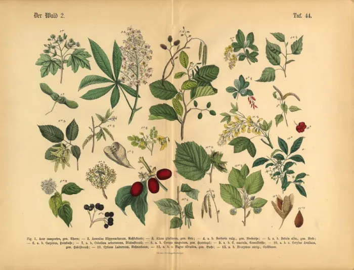 Framed Print : Forest Trees and Plants, Victorian Botanical Illustration Framed Print : Forest Trees and Plants, Victorian Botanical Illustration