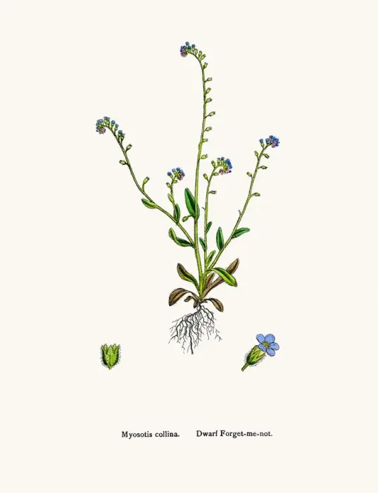 Framed Print : Forget me not flower Framed Print : Forget me not flower