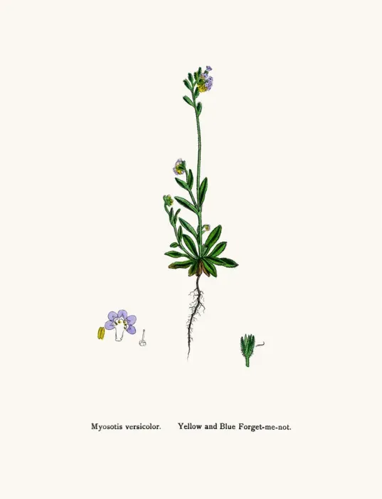 Framed Print : Forget me not flower Framed Print : Forget me not flower