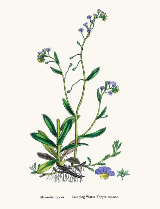 Framed Print : Forget-me-not flower Framed Print : Forget-me-not flower