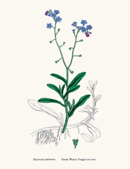 Framed Print : Forget-me-not flower