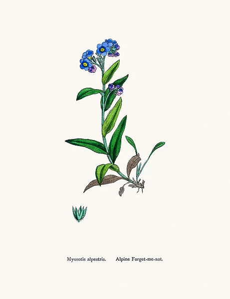 Forget-me-not flower