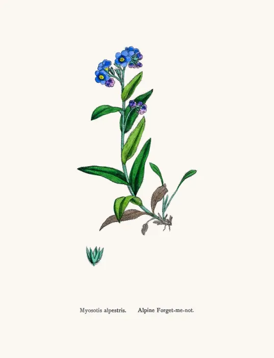 Framed Print : Forget-me-not flower Framed Print : Forget-me-not flower