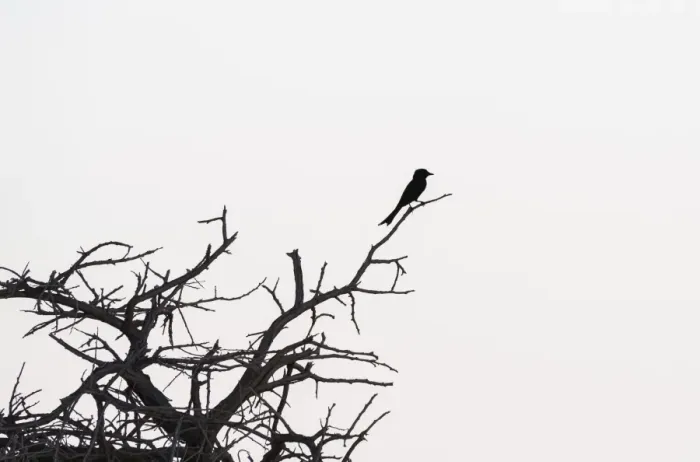 Framed Print : Fork-tailed Drongo -Dicrurus adsimilis- perched on a dry branch, Etosha National Park, Namibia Framed Print : Fork-tailed Drongo -Dicrurus adsimilis- perched on a dry branch, Etosha National Park, Namibia