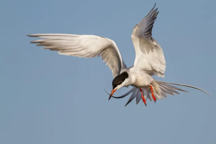 Framed Print : Forsters Tern on flight