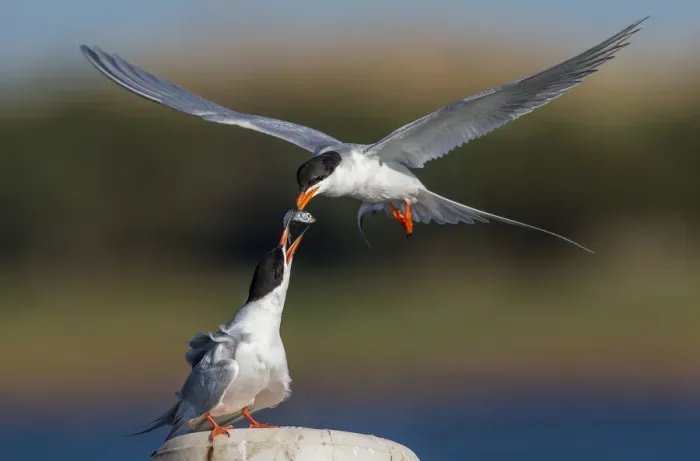 Framed Print : Forsters Tern Food Exchange Framed Print : Forsters Tern Food Exchange