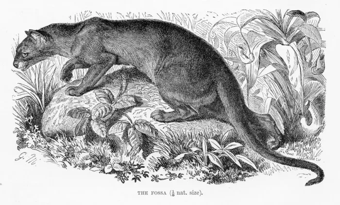 Framed Print : Fossa engraving 1894 Framed Print : Fossa engraving 1894