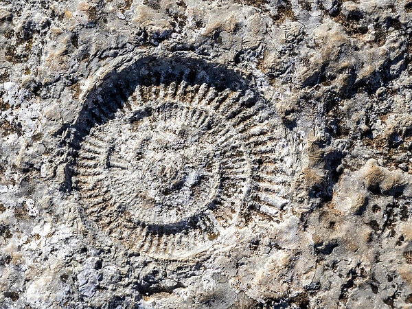 Fossil of ammonites outdoors in nature