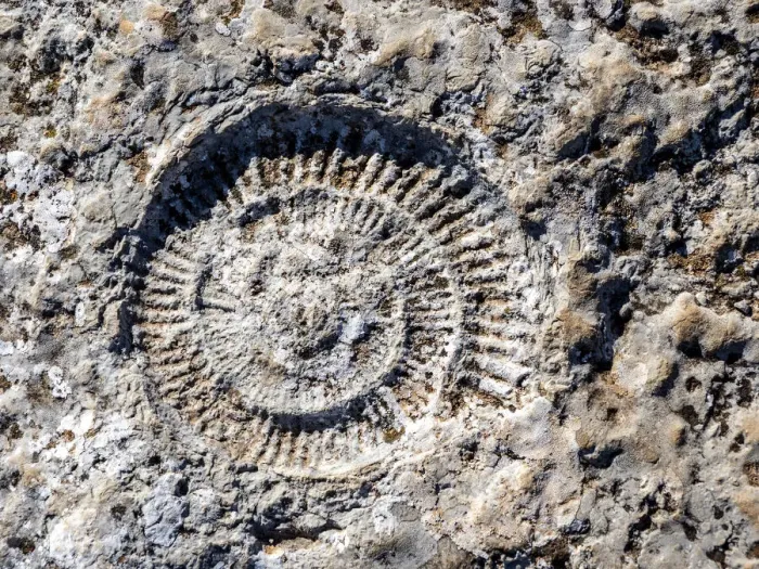 Framed Print : Fossil of ammonites outdoors in nature Framed Print : Fossil of ammonites outdoors in nature