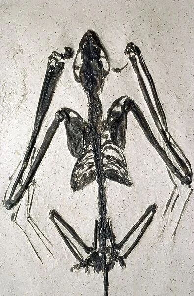 Fossil bat. Fossil Bute National Monument, Wyoming. USA