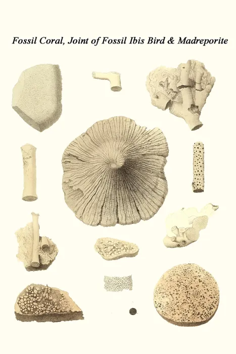 Framed Print : Fossil Coral, Joint of Fossil Ibis Bird & Madreporite Framed Print : Fossil Coral, Joint of Fossil Ibis Bird & Madreporite