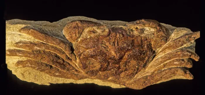 Framed Print : FOSSIL CRAB--CRUSTACEAN Framed Print : FOSSIL CRAB--CRUSTACEAN