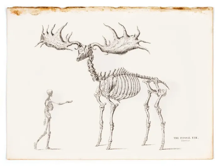 Framed Print : The fossil elk engraving 1855 Framed Print : The fossil elk engraving 1855