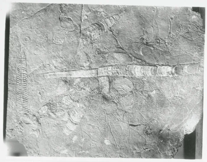 Framed Print : Fossil in Limestone Framed Print : Fossil in Limestone