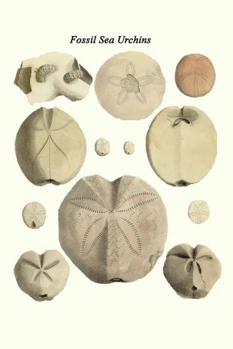 Framed Print : Fossil Sea Urchins