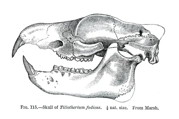 Framed Print : Fossil skull engraving 1883 Framed Print : Fossil skull engraving 1883