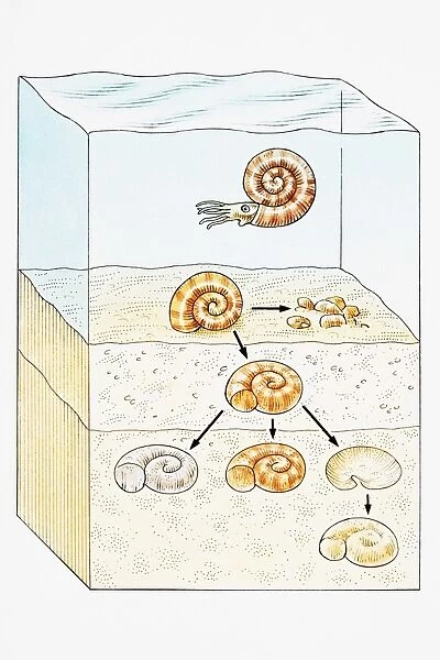 Fossilization at sea with shell moving through earth layers underwater
