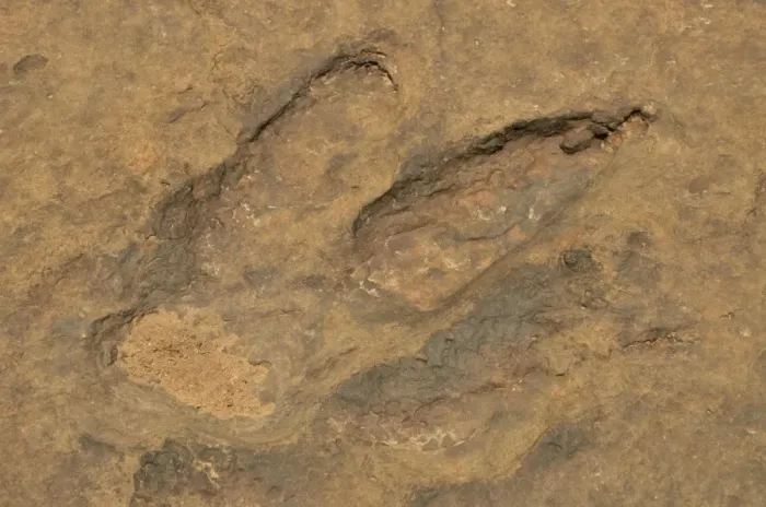 Framed Print : Fossilized footprints of a Tyrannosaurus rex near the village of Mananga, Cameroon, Central Africa, Africa Framed Print : Fossilized footprints of a Tyrannosaurus rex near the village of Mananga, Cameroon, Central Africa, Africa