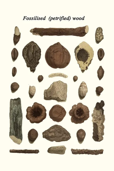 Framed Print : Fossilized (petrified) wood