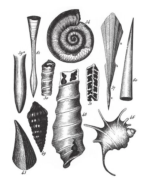 Fossils of the Jura, Section of the Wirksworth Cave and Fossils Engraving Antique Illustration
