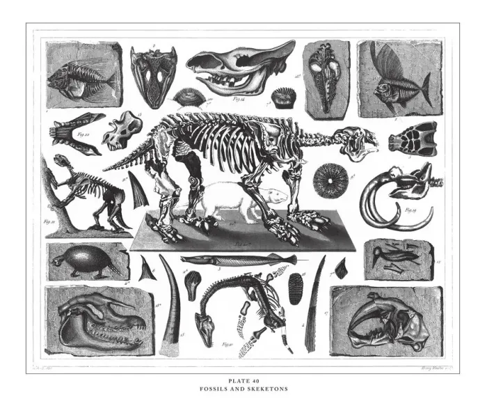 Framed Print : Fossils and Skeletons Engraving Antique Illustration, Published 1851