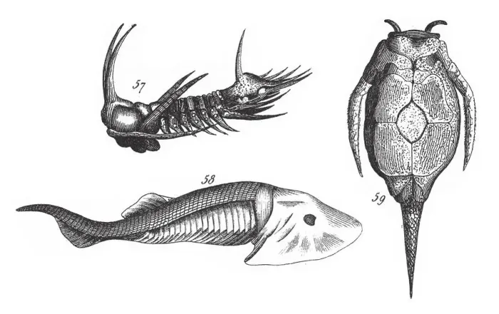 Framed Print : Fossils of the Transition Slate, Fossils and Representation of Animals of the Lias Framed Print : Fossils of the Transition Slate, Fossils and Representation of Animals of the Lias