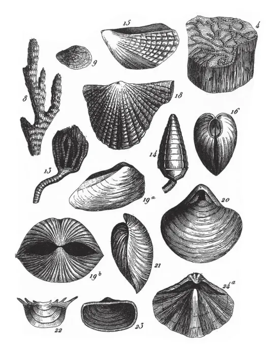 Framed Print : Fossils of the Transition Slate, Fossils and Representation of Animals of the Lias Framed Print : Fossils of the Transition Slate, Fossils and Representation of Animals of the Lias