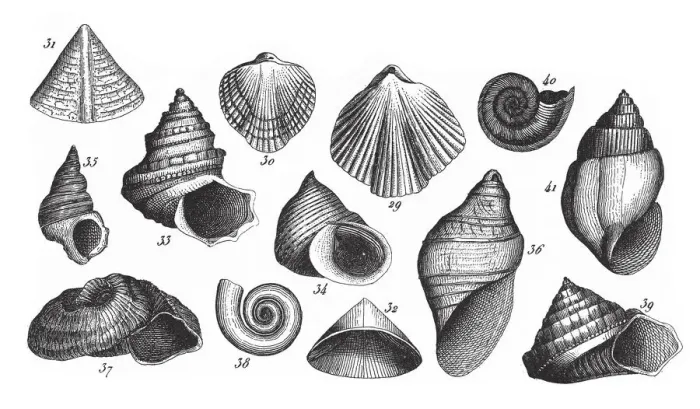 Framed Print : Fossils of the Transition Slate, Fossils and Representation of Animals of the Lias Framed Print : Fossils of the Transition Slate, Fossils and Representation of Animals of the Lias