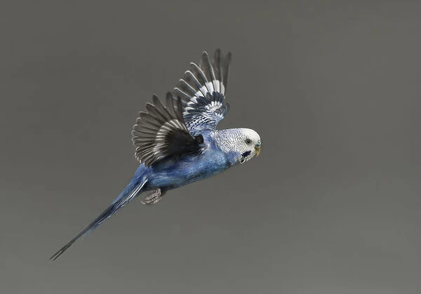 Vuelo. fotografia de periquito azul en vuelo.fotografAia realizada en estudio