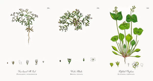 Four-leaved All-Seed, Polycarpon tetraphyllum, Victorian Botanical Illustration, 1863