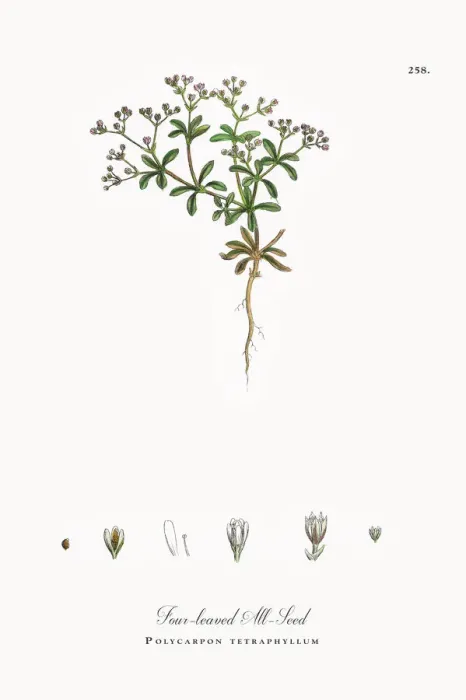 Framed Print : Four-leaved All-Seed, Polycarpon tetraphyllum, Victorian Botanical Illustration, 1863 Framed Print : Four-leaved All-Seed, Polycarpon tetraphyllum, Victorian Botanical Illustration, 1863