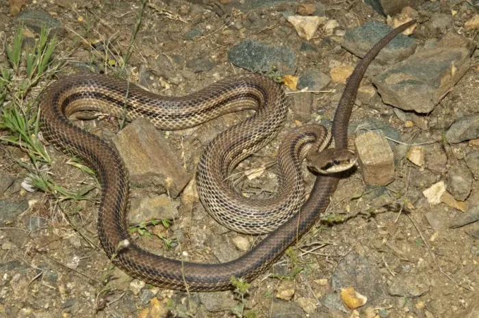 Framed Print : Four-lined Snake -Elaphe quatorlineata- basking in the sun, Kerkini-Seegebiet, Central Macedonia, Greece