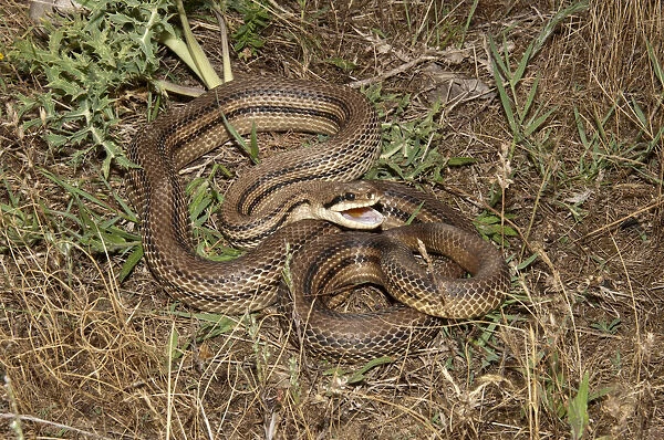Four-lined Snake -Elaphe quatorlineata- in a defensive position, Lake Kerkini area, Central Macedonia, Greece